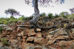 2023-09-24-Guilda-Estrella-Polar-4