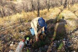 2024 23 Jornadas de Plantación  en ValleScout