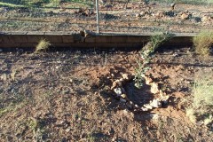 20260110_EL-ALGARROBO-DE-PACO