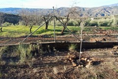 20260110_EL-GRANADO-DE-ALFONSO-