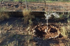 20260110_EL-OLIVO-DE-CARLOS