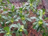 DSCN1189