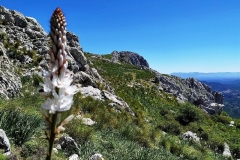 2021-05-06-Cortillo-Linillos-Alto-del-Majalijar-21