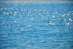 2020-Paseo-en-Barco-Malaga010116