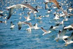 2020-Paseo-en-Barco-Malaga010117