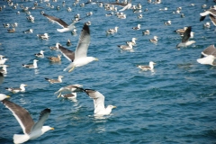 2020-Paseo-en-Barco-Malaga010118