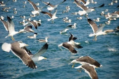 2020-Paseo-en-Barco-Malaga010119