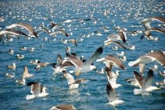 2020-Paseo-en-Barco-Malaga010120