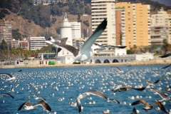 2020-Paseo-en-Barco-Malaga010121