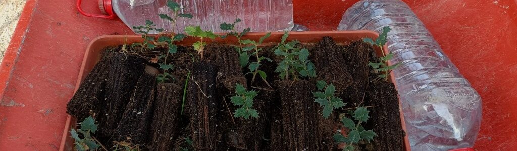 Jornadas de trabajo «Plantación en ValleScout»